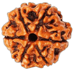 6 Mukhi Rudraksha - Image 1