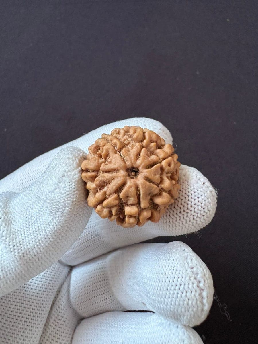 7 Mukhi Nepali Rudraksha