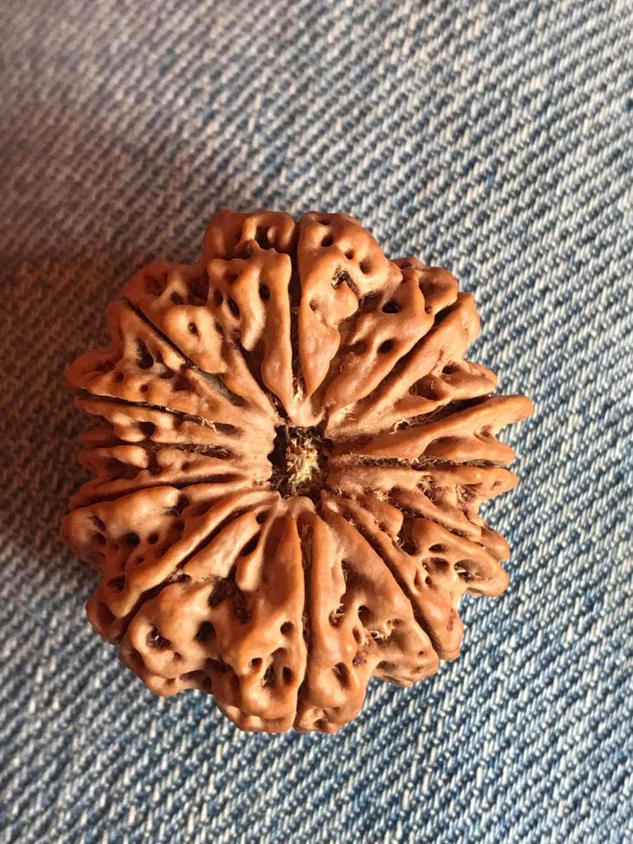 11 mukhi