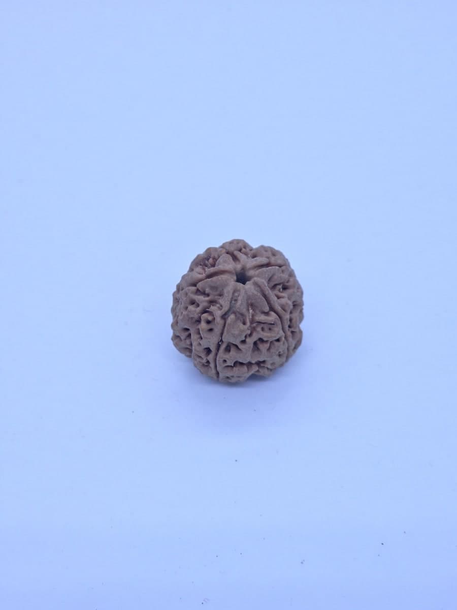 5 mukhi